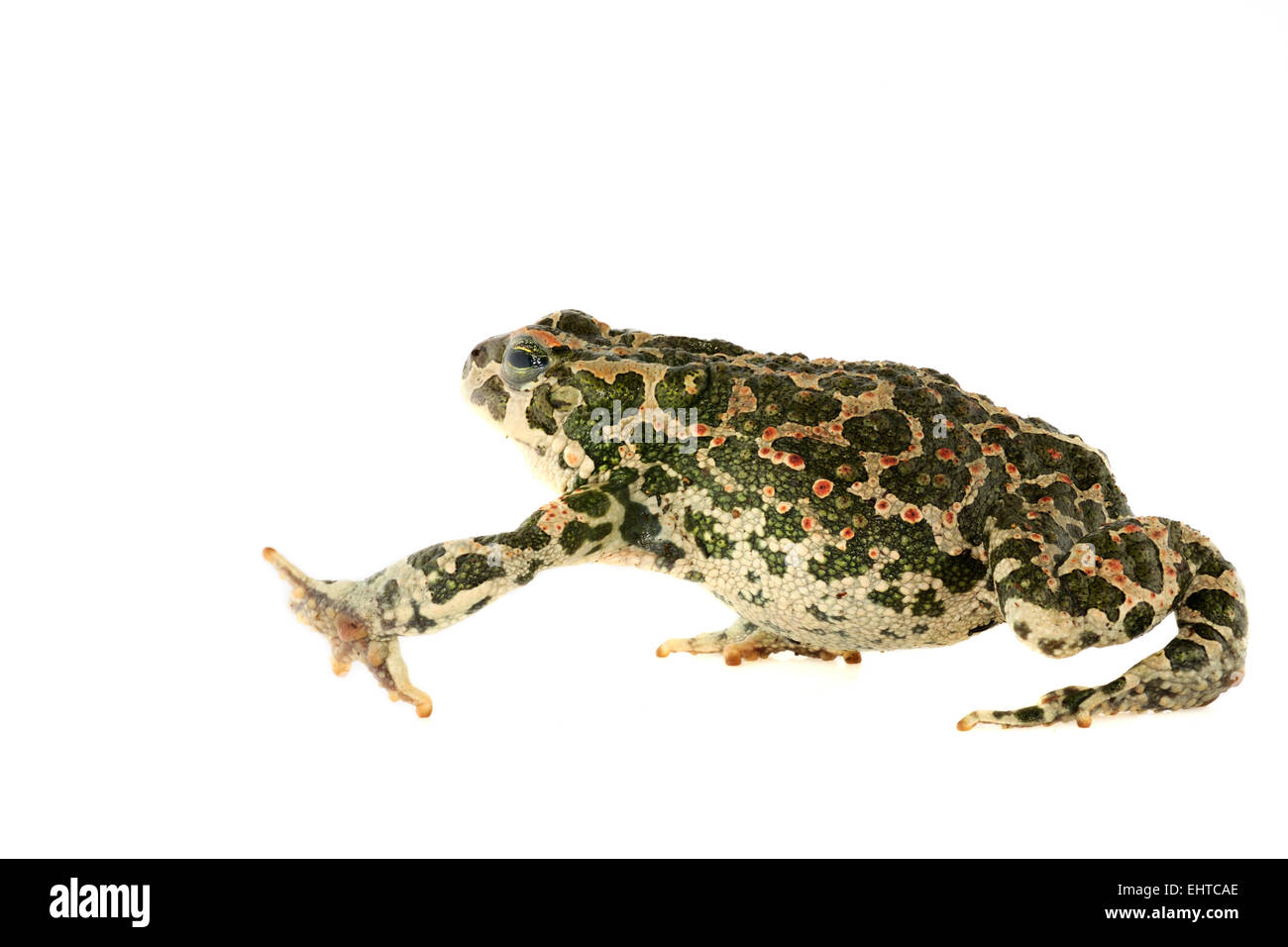 [captive] Green toads (Bufo viridis), Lake Coghinas (Italian: Lago di Coghinas) is an artificial lake, in northern Sardinia, Ita Stock Photo