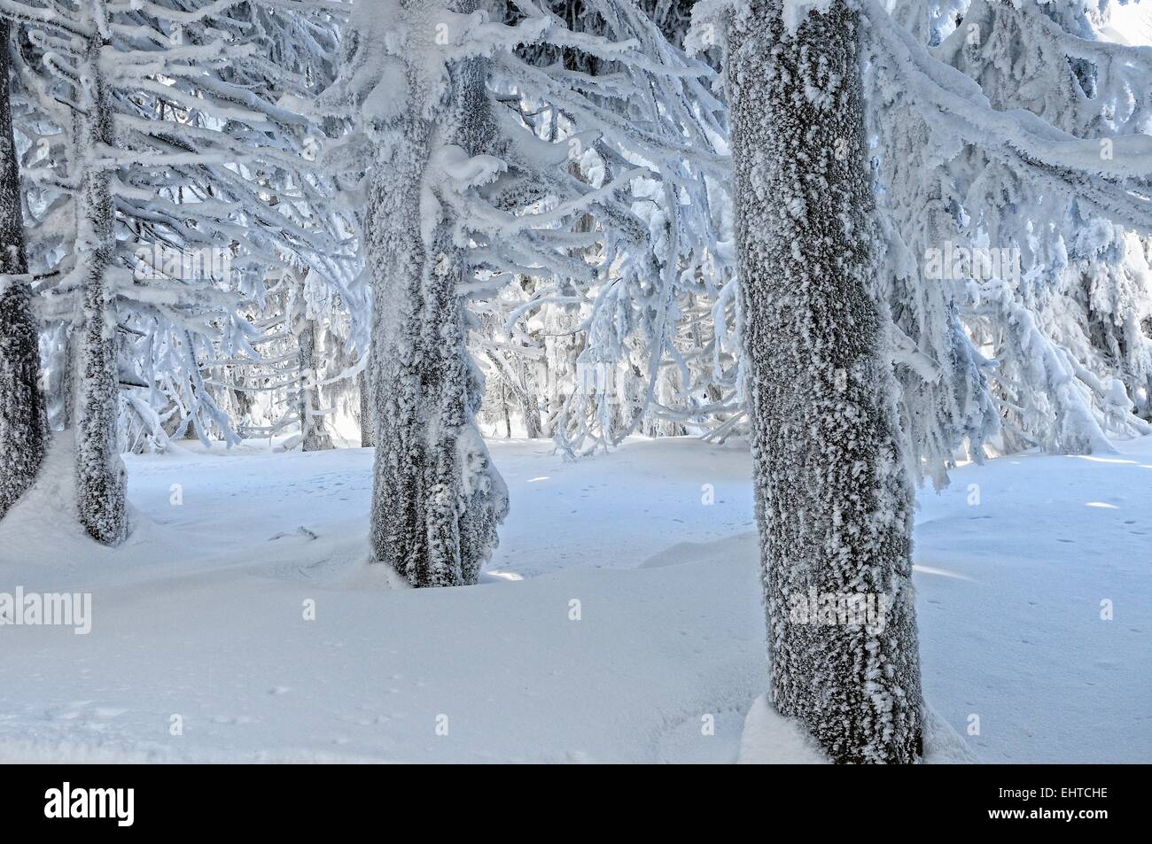 snowy winter forest Stock Photo - Alamy
