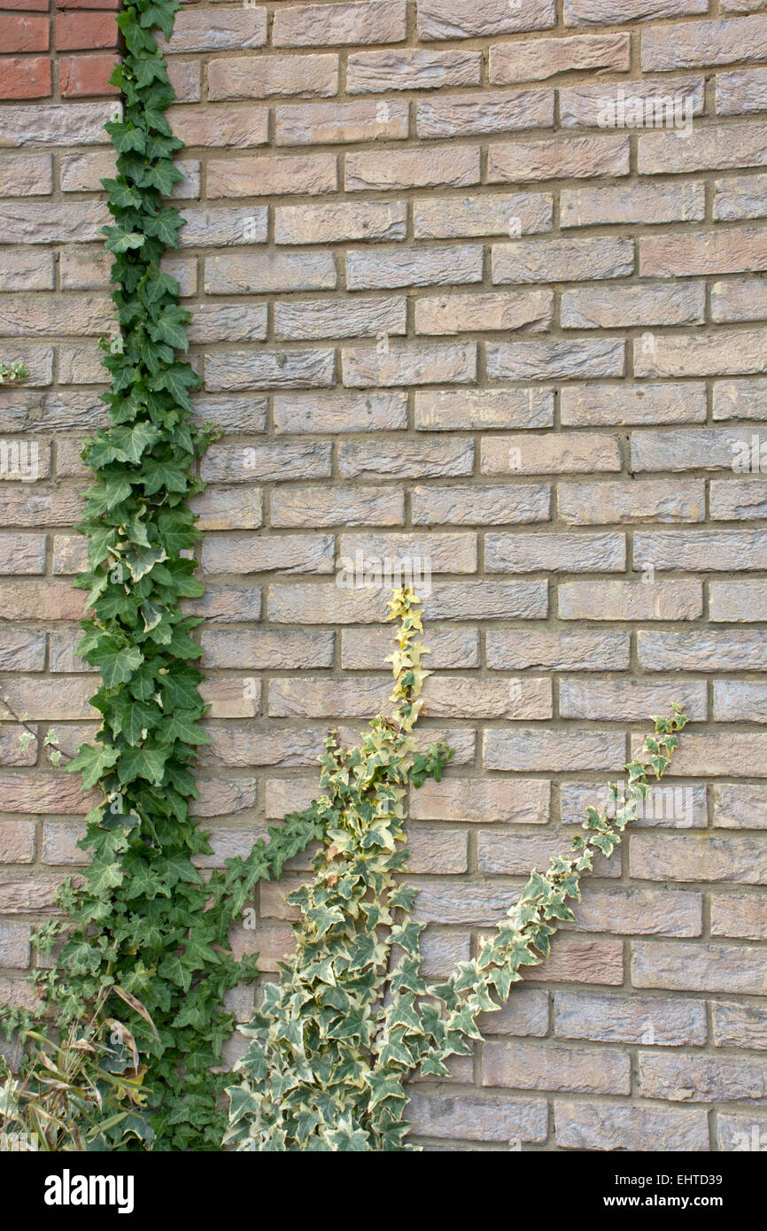 Ivy growing up a brick wall Stock Photo Alamy