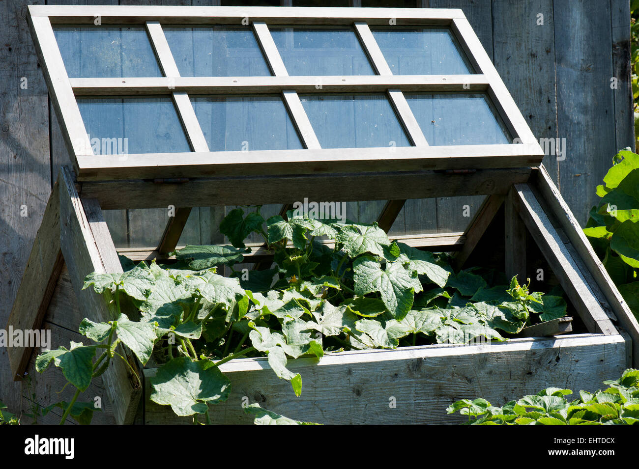 Open cold frame with cucumber plant Stock Photo