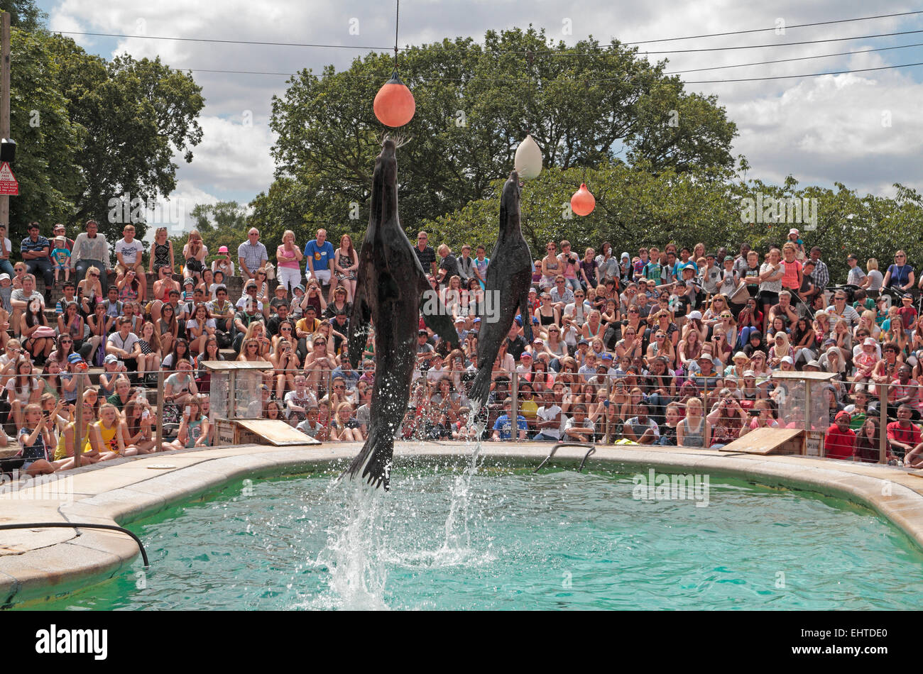 A pair of sealions jump out of the water in front of a packed crowd in ZSL Whipsnade Zoo, Whipsnade, near Dunstable, England. Stock Photo