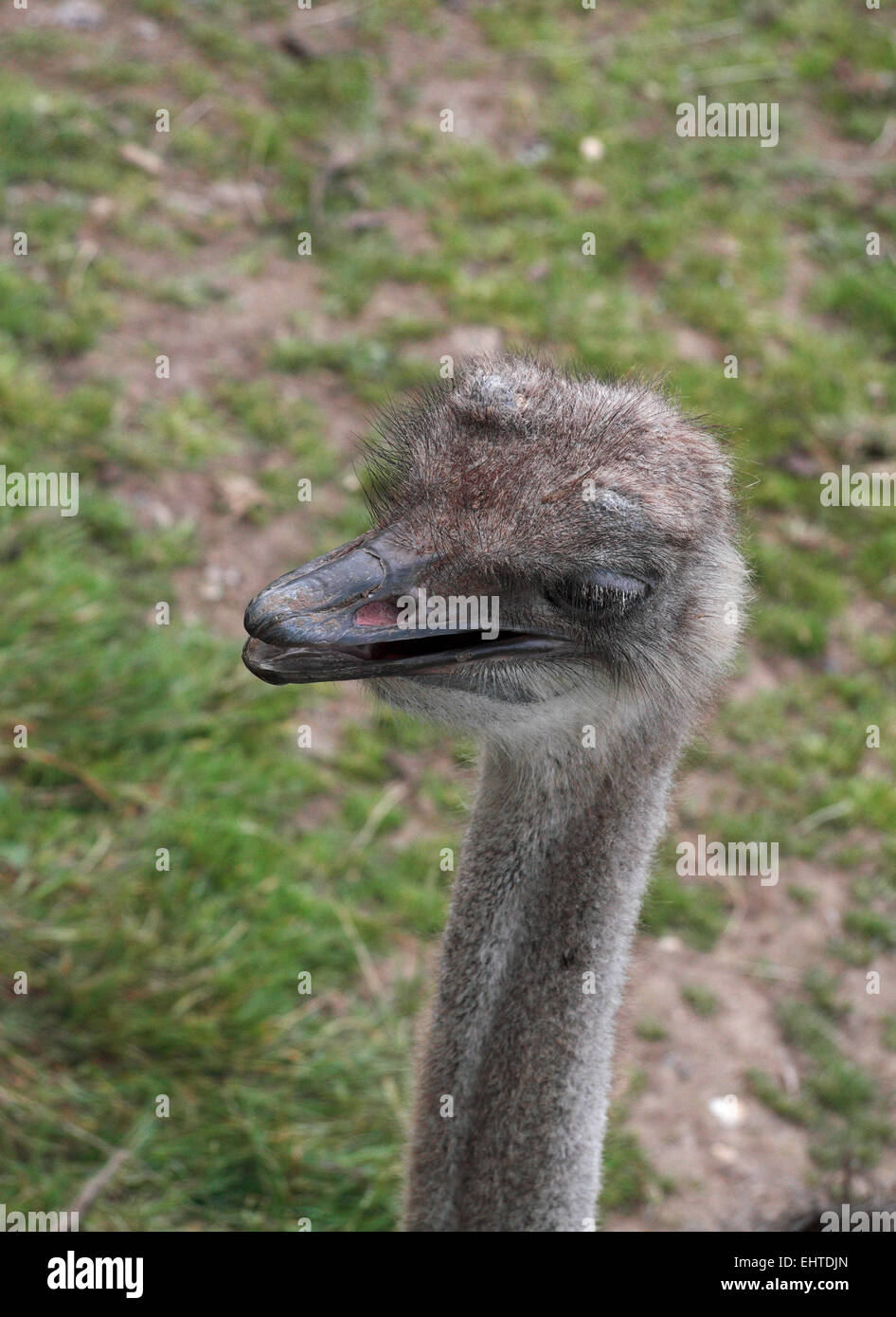 Close up of an emu  in ZSL Whipsnade Zoo, Whipsnade, near Dunstable, England. Stock Photo