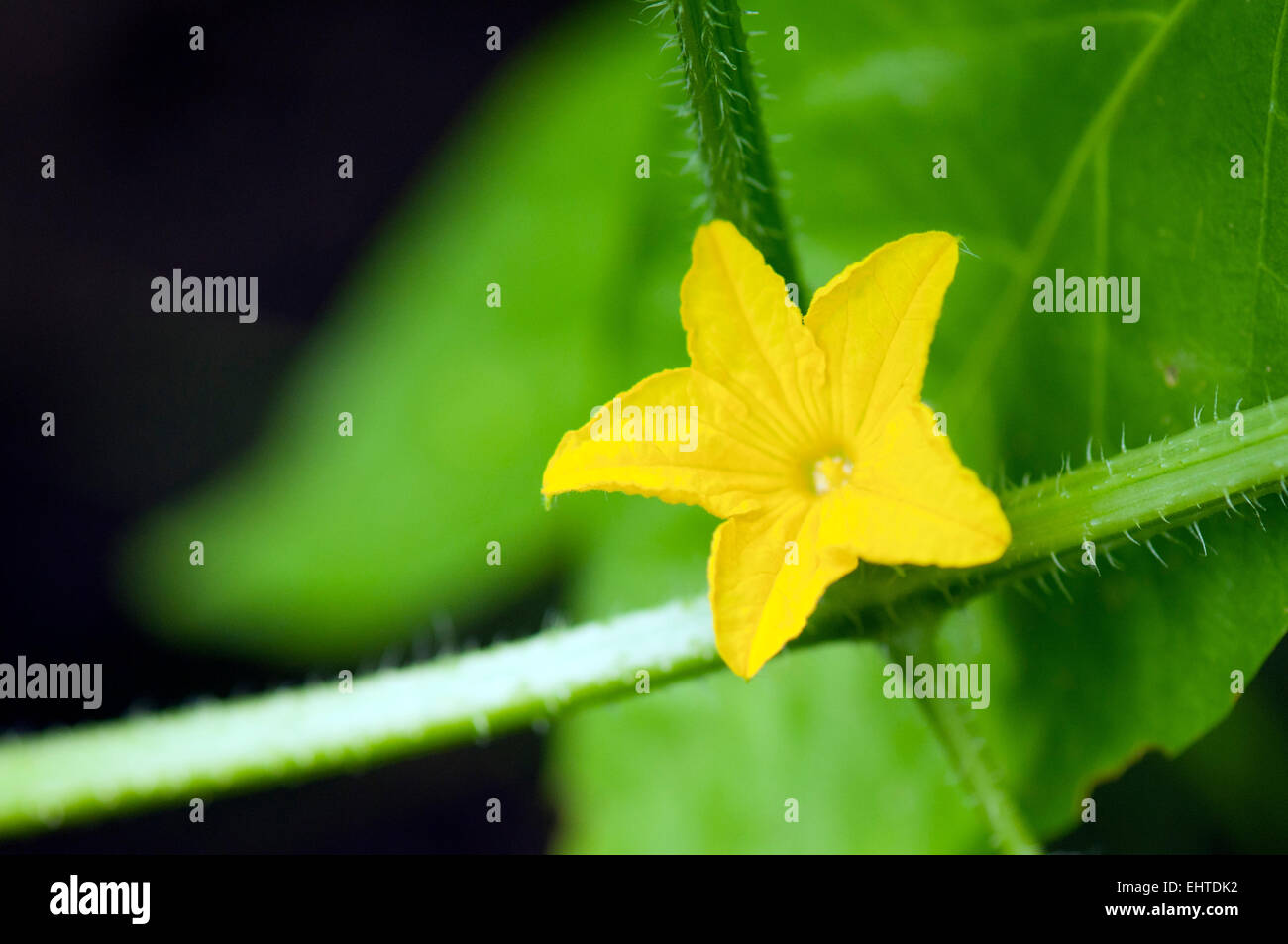 Cucumis sativus hi-res stock photography and images - Alamy