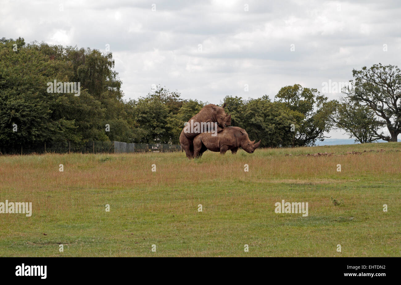 A pair of white rhinos mating in the Africa enclosure in ZSL Whipsnade Zoo, Whipsnade, near Dunstable, England. Stock Photo
