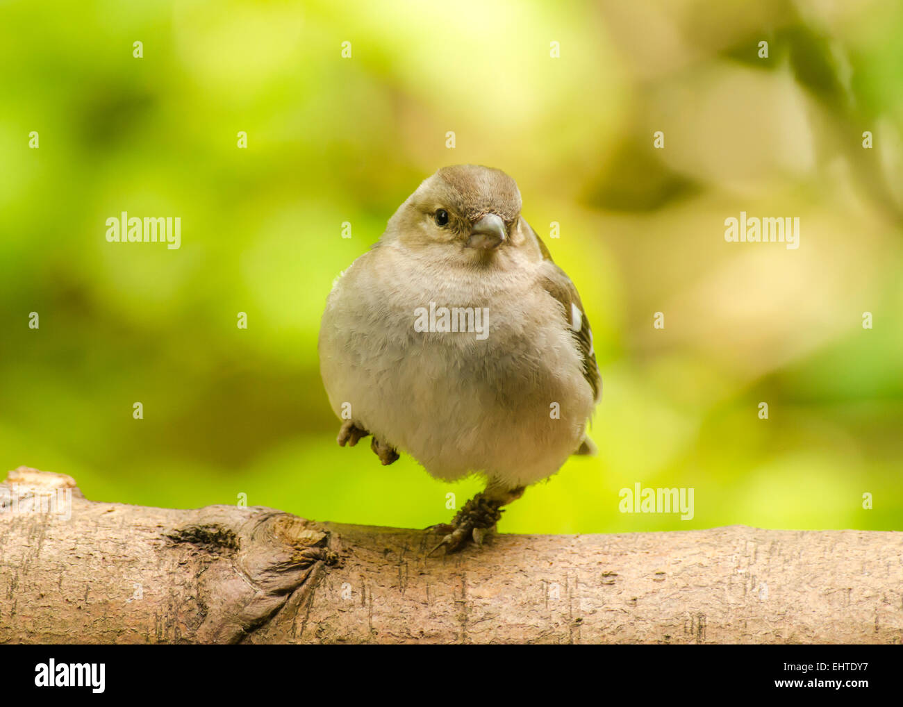 Cute bird standing on one leg Stock Photo Alamy