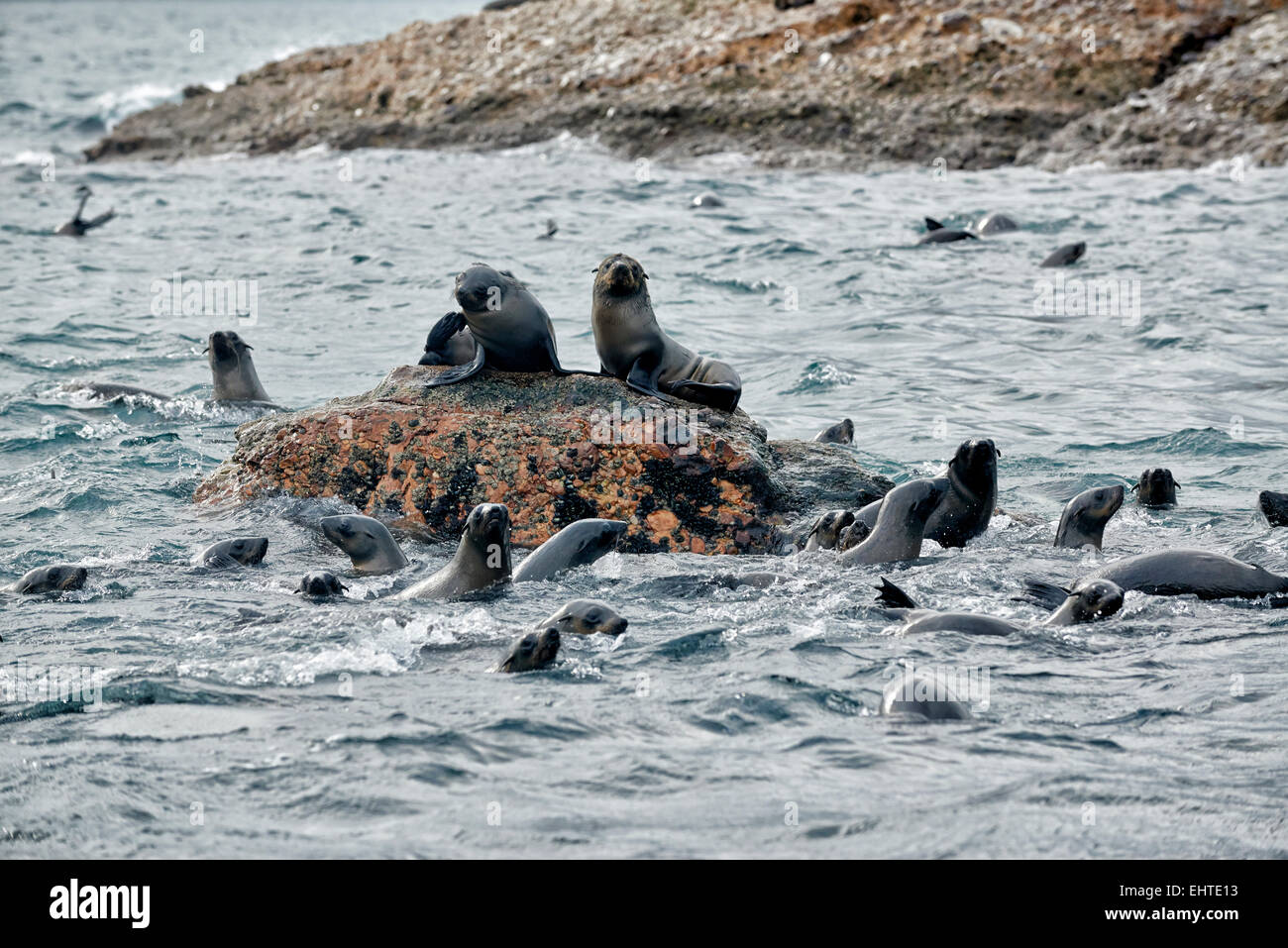 Colony of brown fur seal (Arctocephalus pusillus) in front of Mossel Bay, Western Cape, South Africa Stock Photo