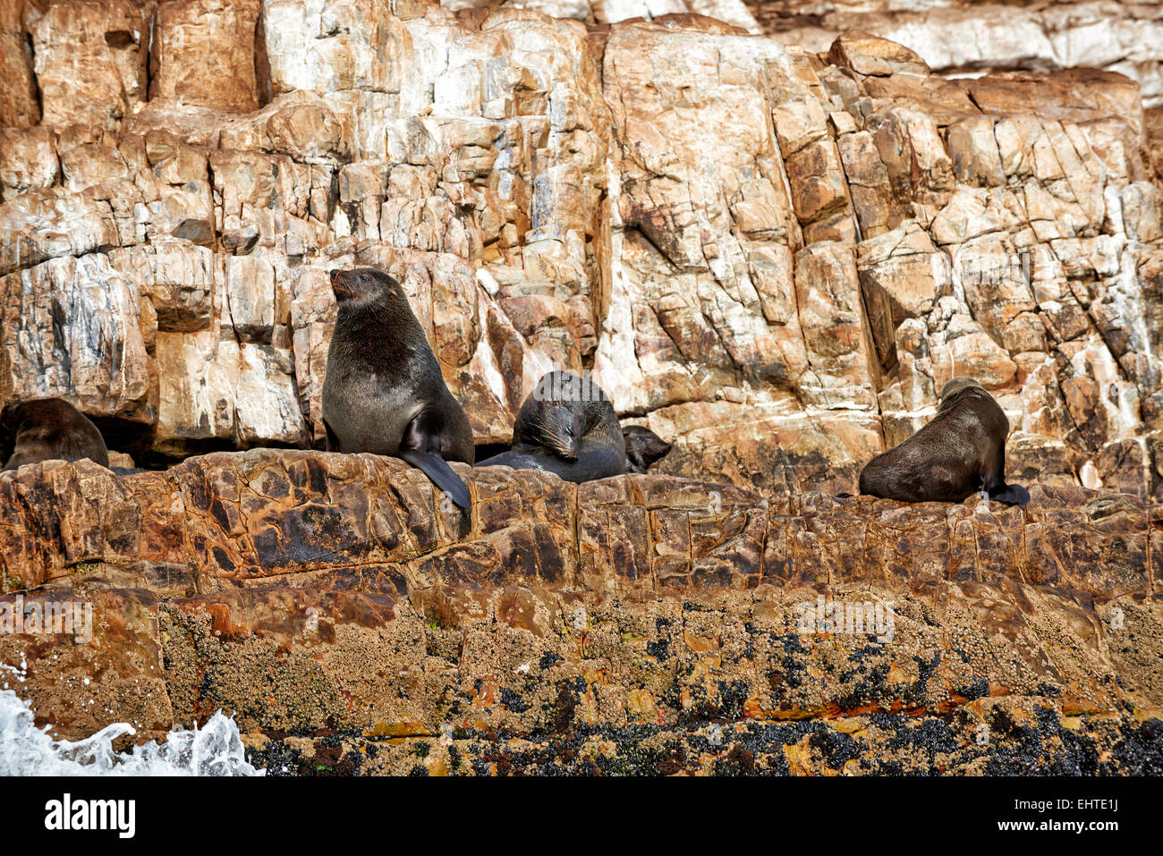 Colony of brown fur seal (Arctocephalus pusillus) in front of Plettenberg Bay, Western Cape, South Africa Stock Photo