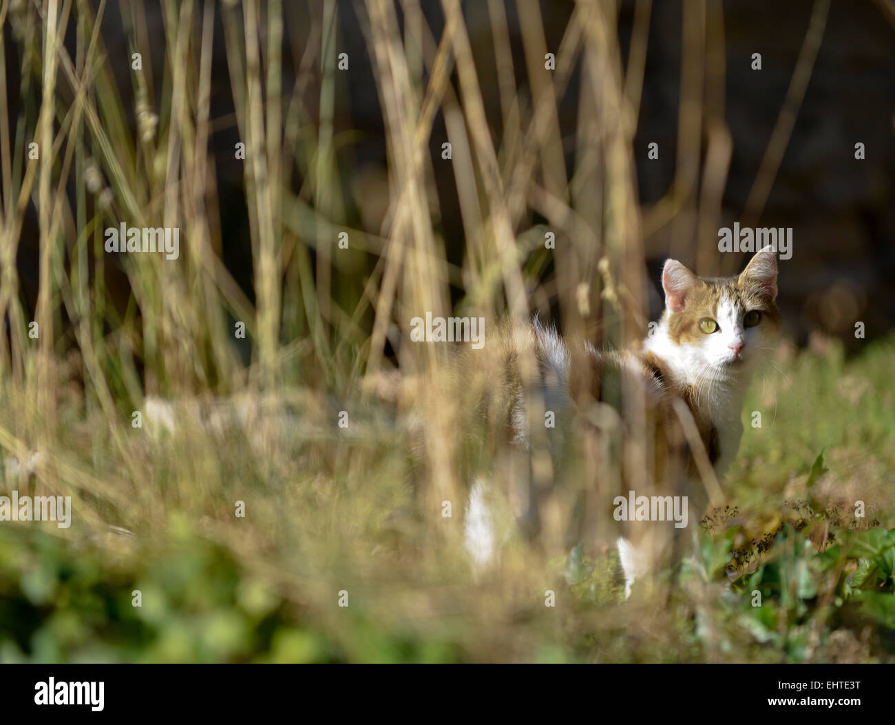 House cat (Felis silvestris catus) Stock Photo