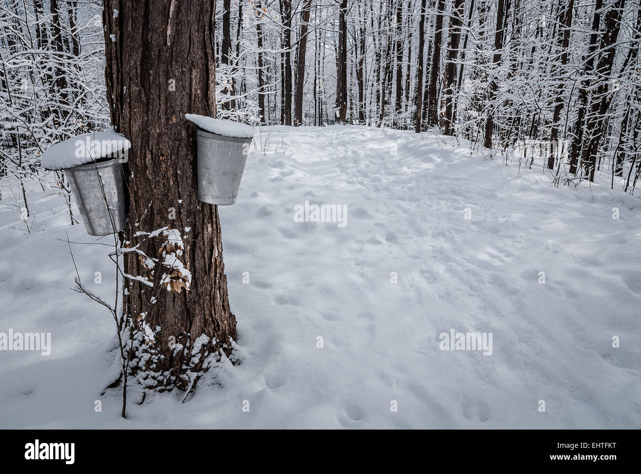 Buckets on trees await the annual spring flow of sap from maple trees. Stock Photo