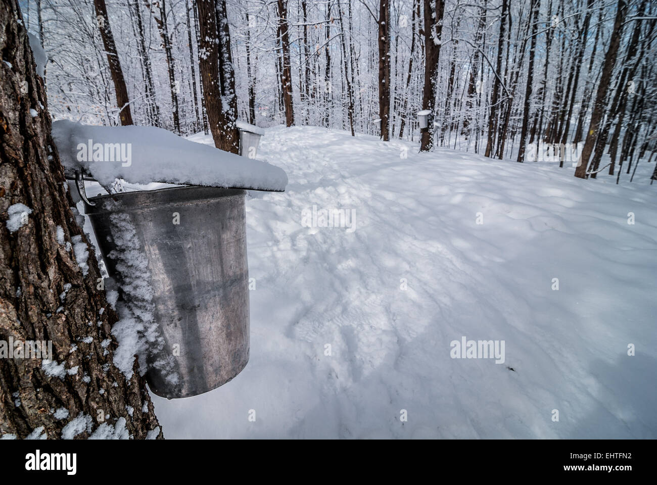 Buckets on trees await the annual spring flow of sap from maple trees. Stock Photo