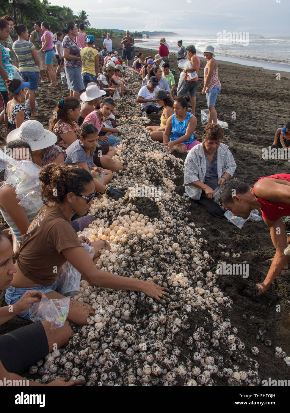 Sea turtle eggs are being sorted for sale at Playa Ostional, Costa Rica