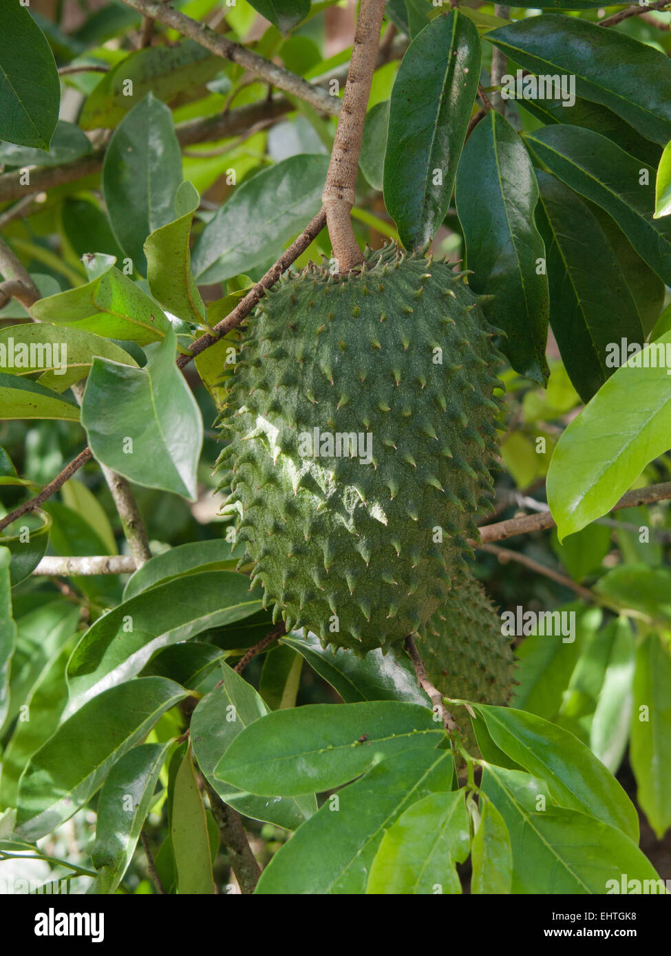 The tropical fruit Soursop (Annona muricata) in Costa Rica. Stock Photo