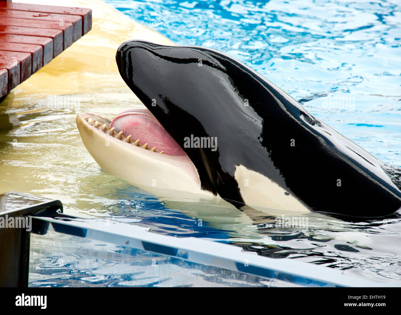 Killer whale (Orca whale) with his mouth wide open Stock Photo