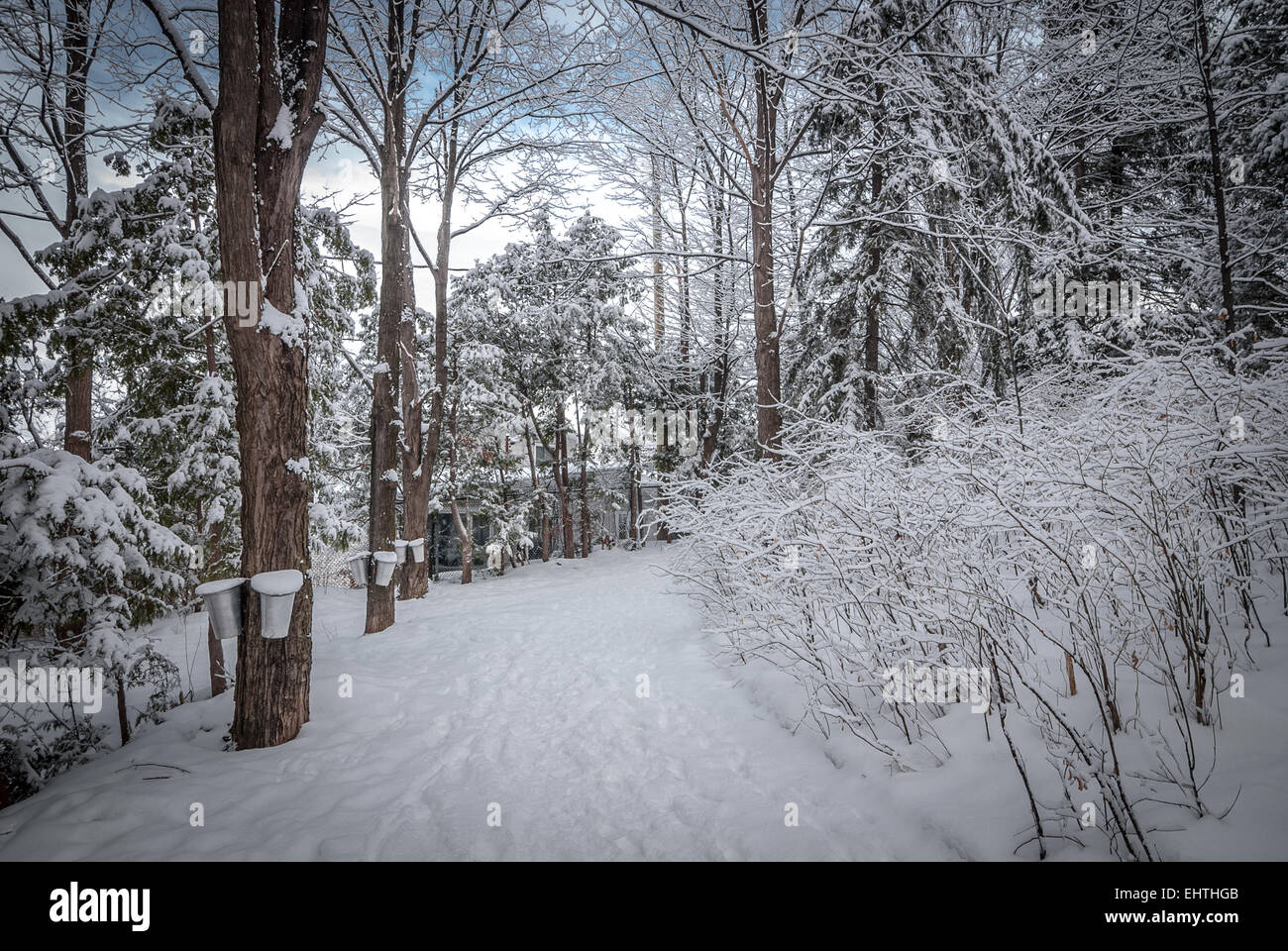 Aluminum buckets on maple trees await spring and their cargo of sap