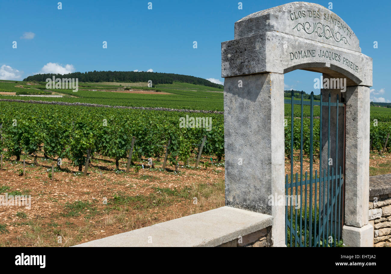 Vineyard of Domaine Jacques Prieur in Baune, France Stock Photo