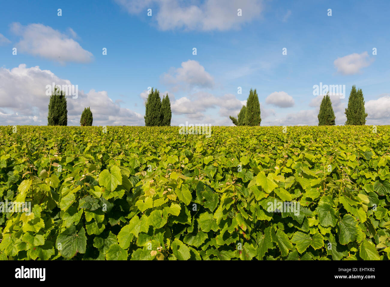 Abstract composition of six Cypress trees in a vineyard Stock Photo