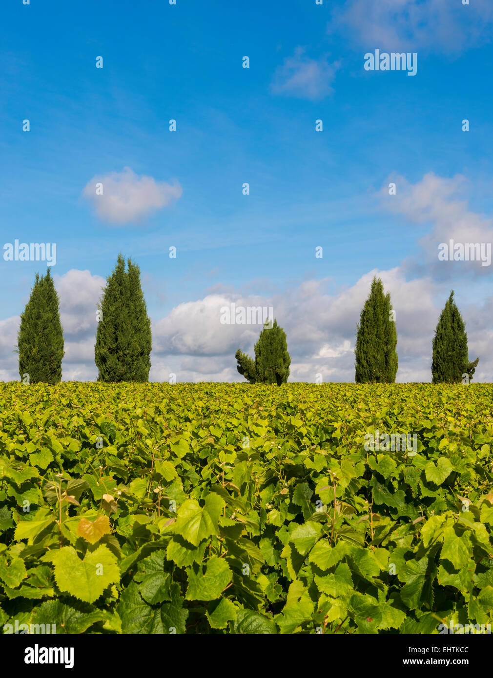 Abstract composition of six cypress trees in a vineyard Stock Photo
