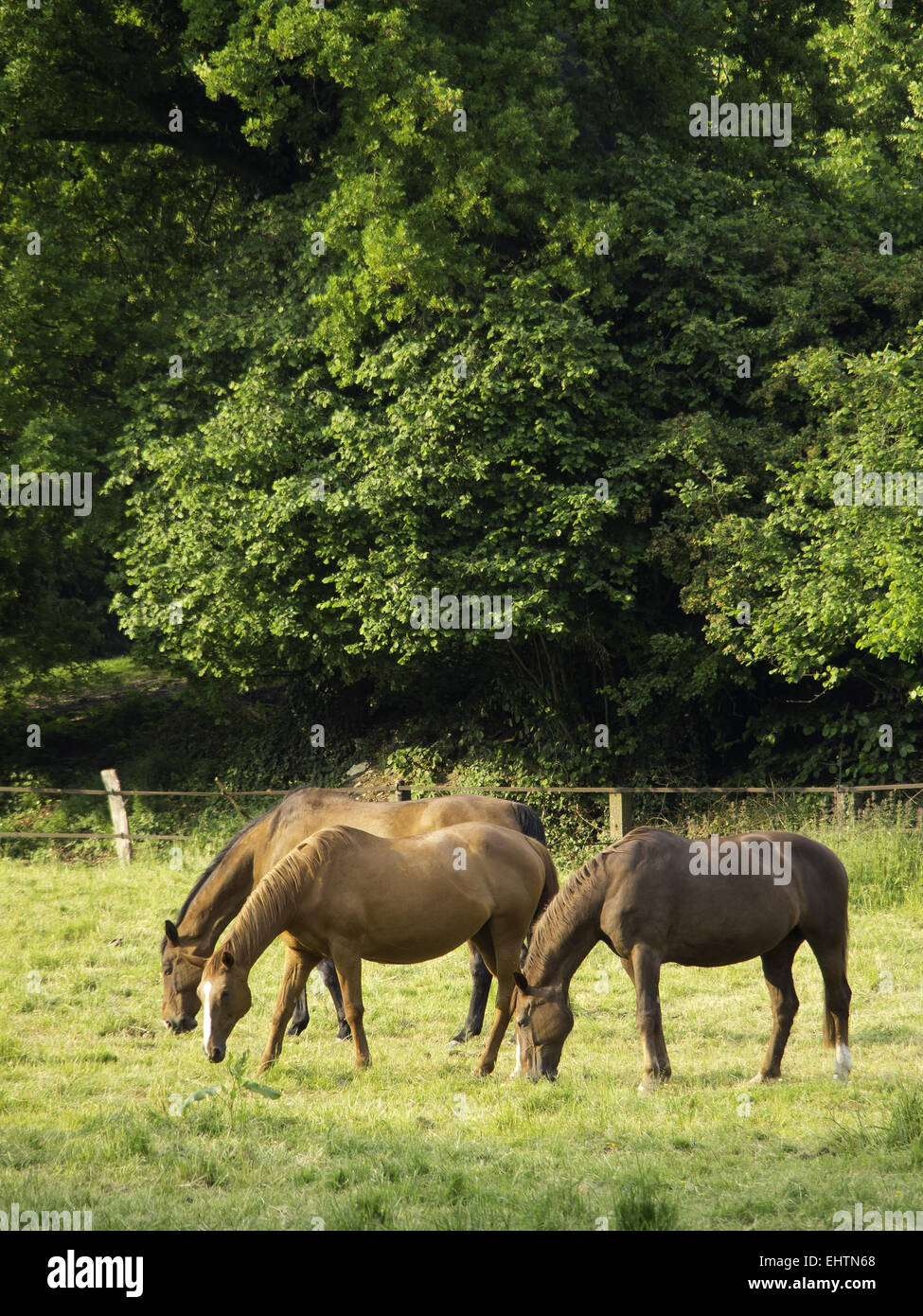horses Stock Photo