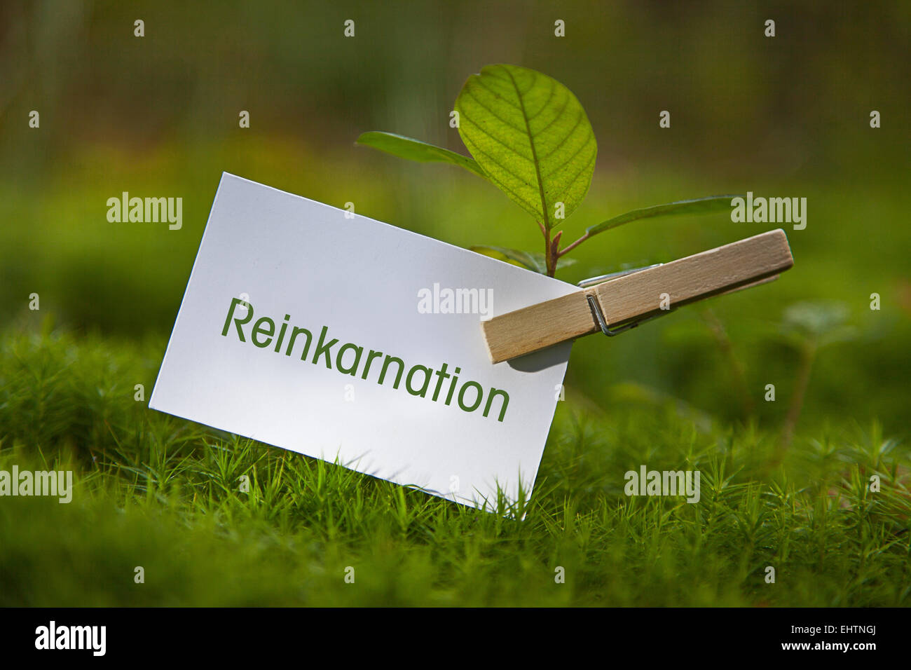 „Reinkarnation on paper with a seedling Stock Photo