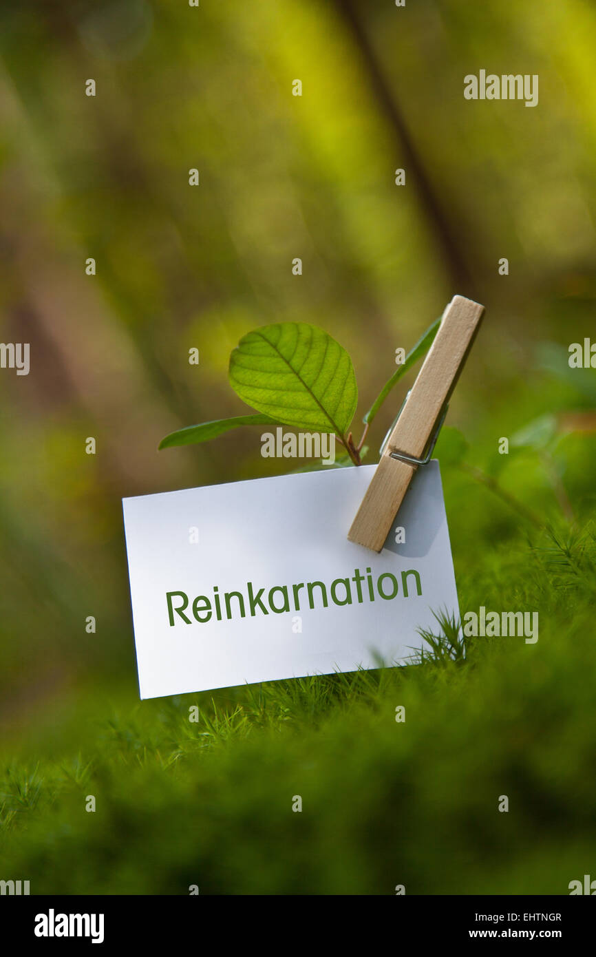 „Reinkarnation on paper with a seedling Stock Photo