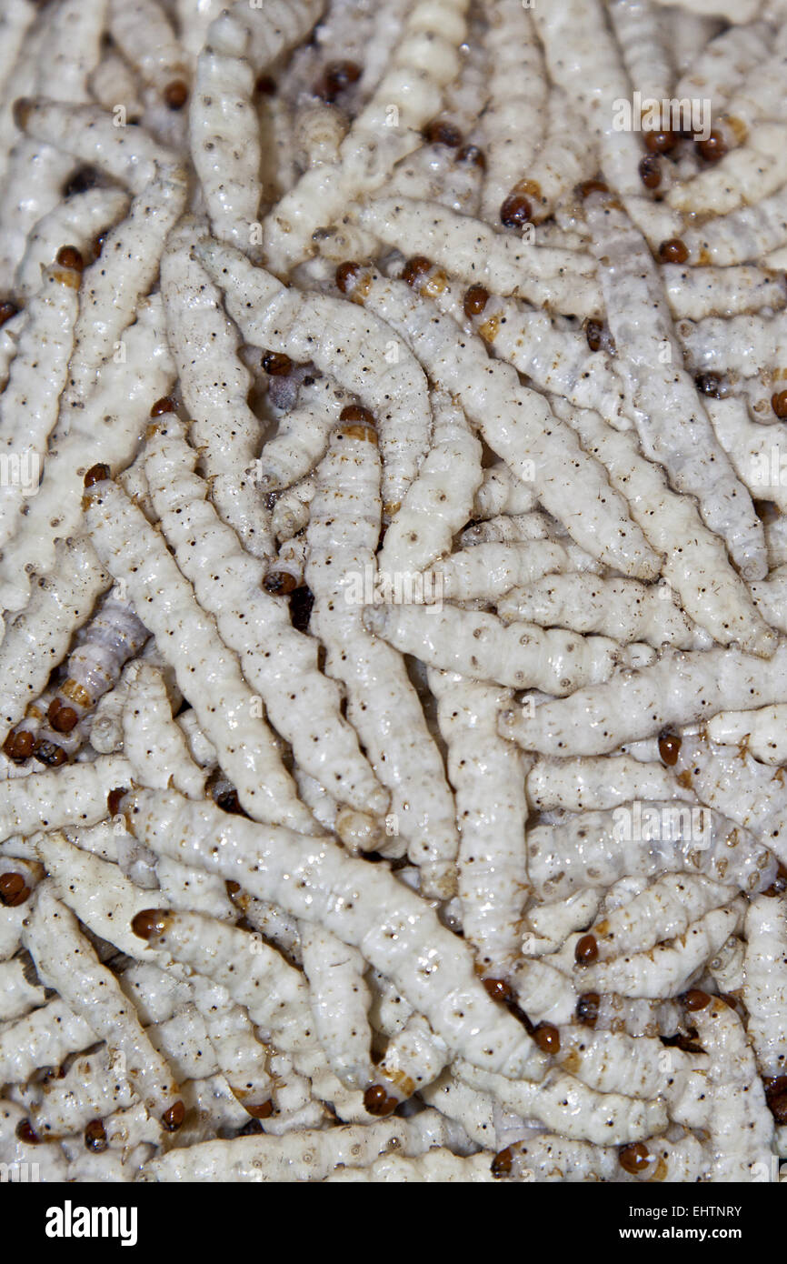 Bamboo worms Stock Photo