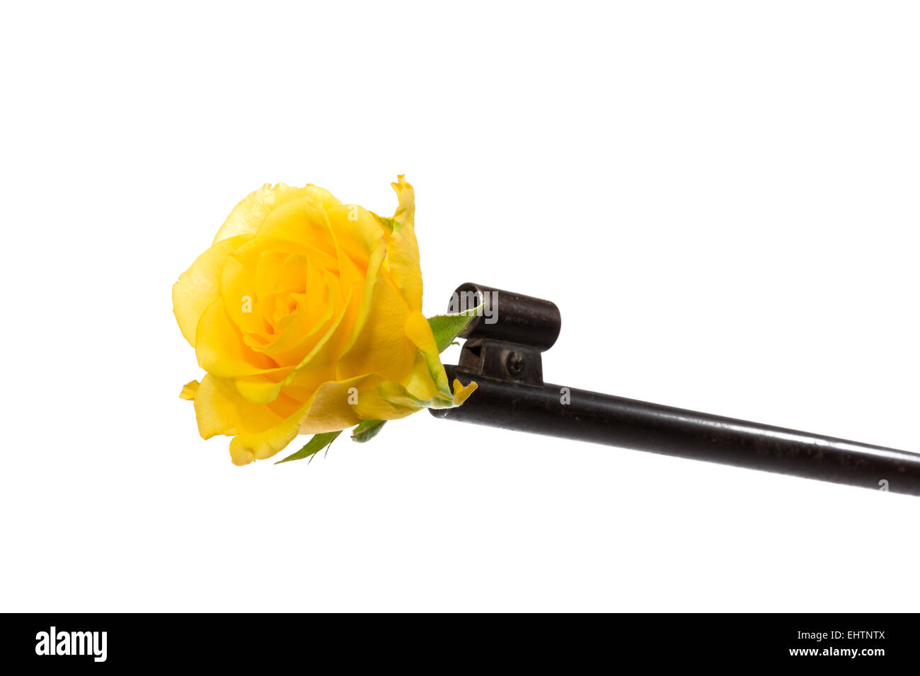 Flower gun hires stock photography and images Alamy