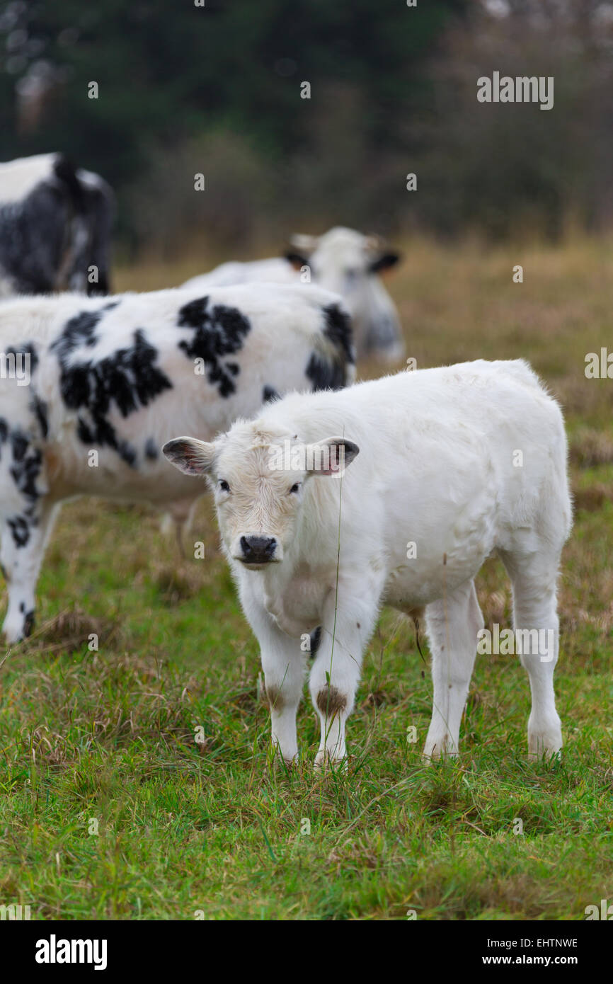 White calf Stock Photo Alamy