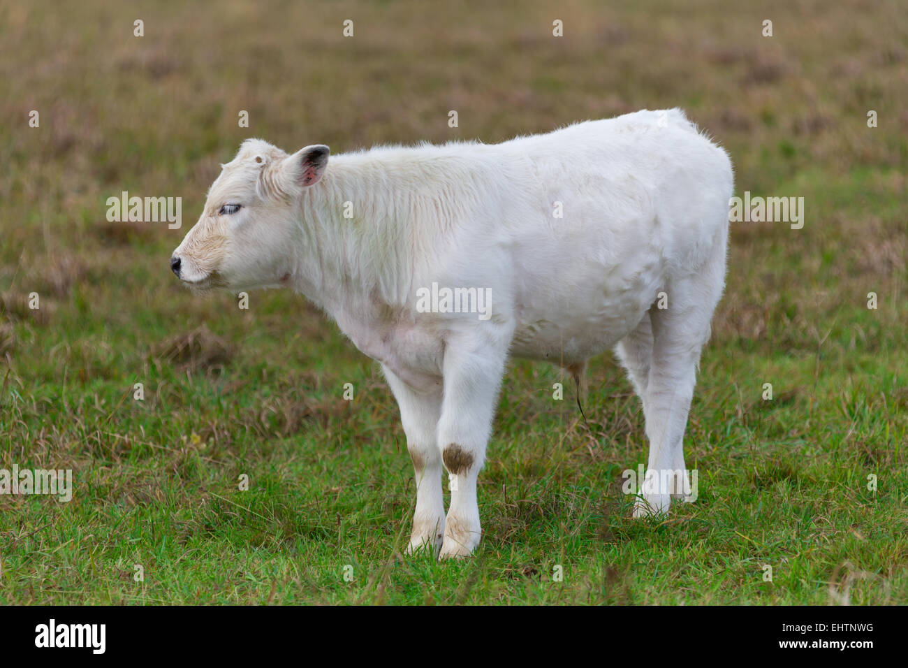 White calf 3 Stock Photo Alamy