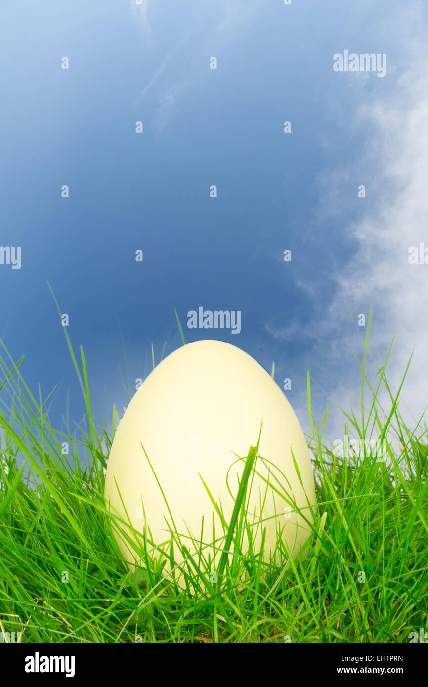 Rhea eggs in a meadow 5 Stock Photo - Alamy