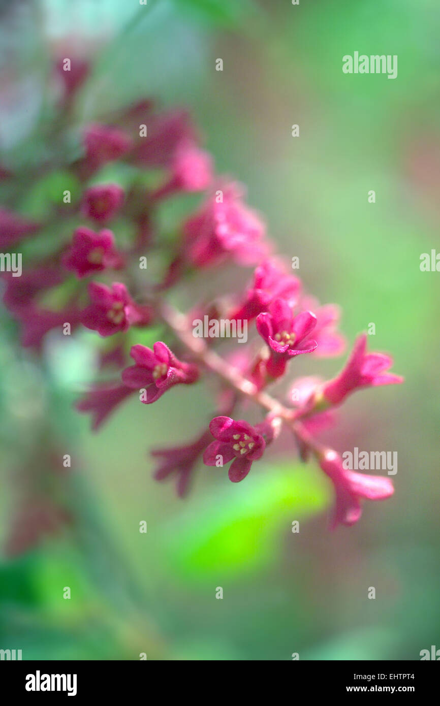 Pink spring flower Stock Photo - Alamy