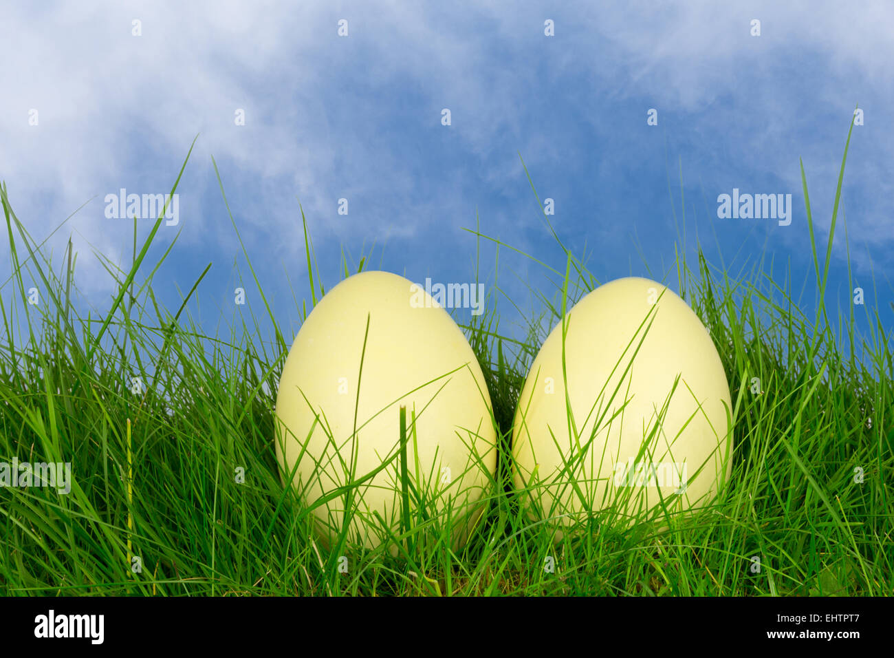 Rhea eggs in a meadow 3 Stock Photo - Alamy