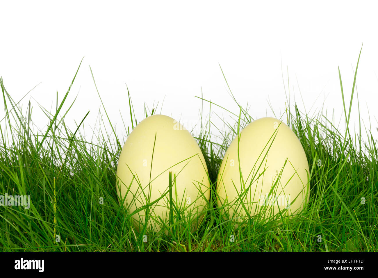 Rhea eggs in a meadow Stock Photo - Alamy