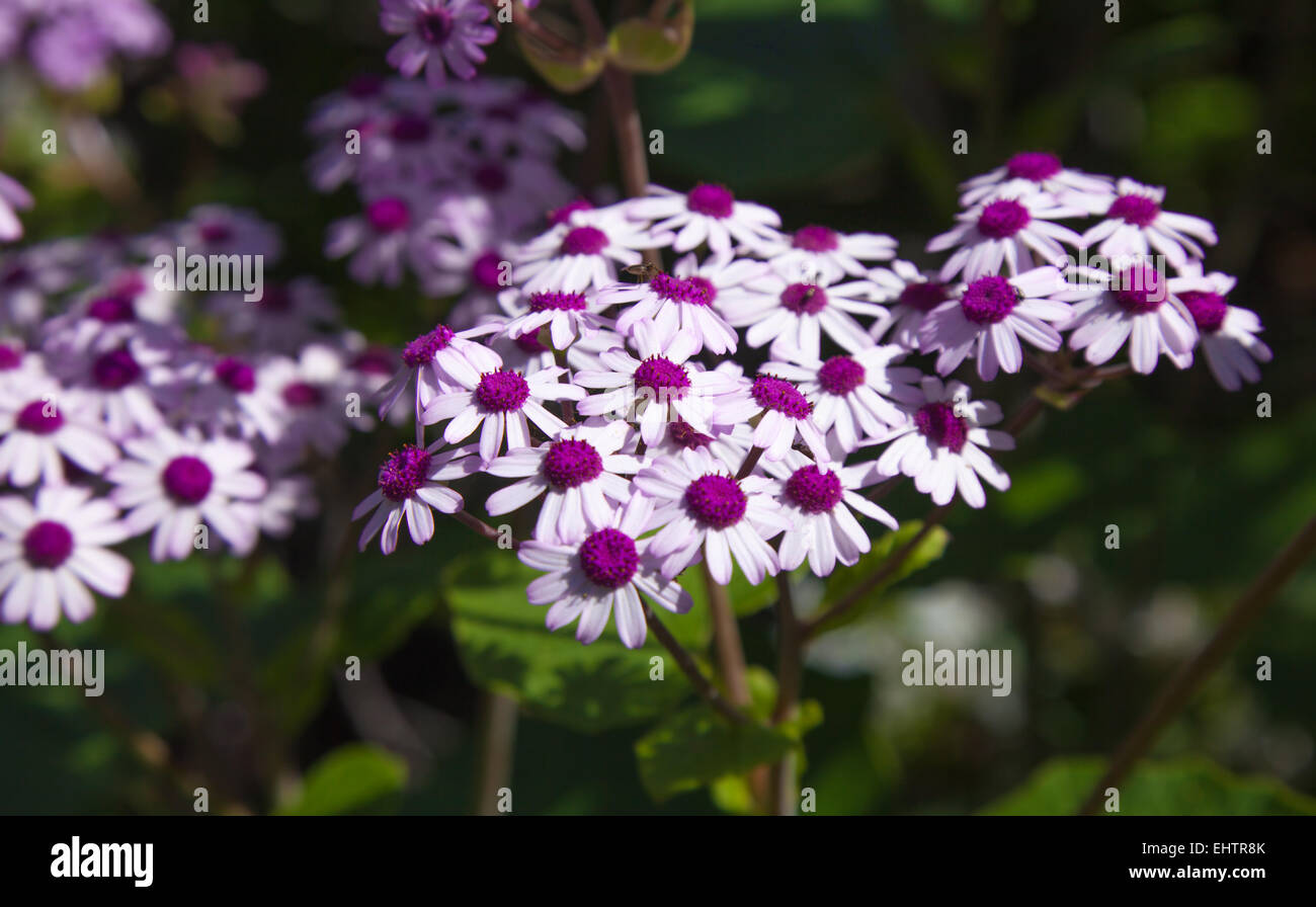 flowering Pericallis webbii natural floral background Stock Photo