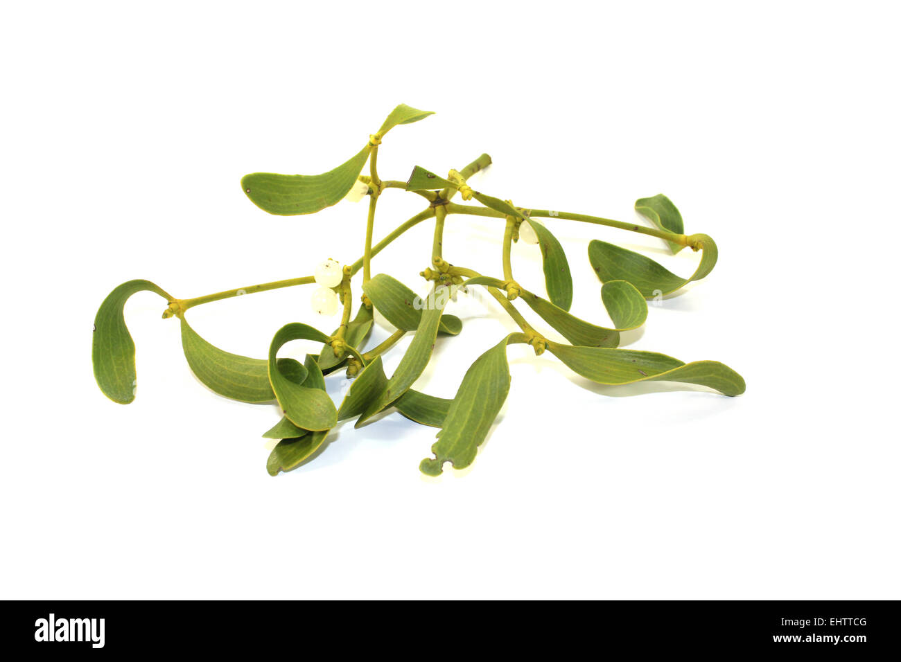 green mistletoe with white berries Stock Photo - Alamy