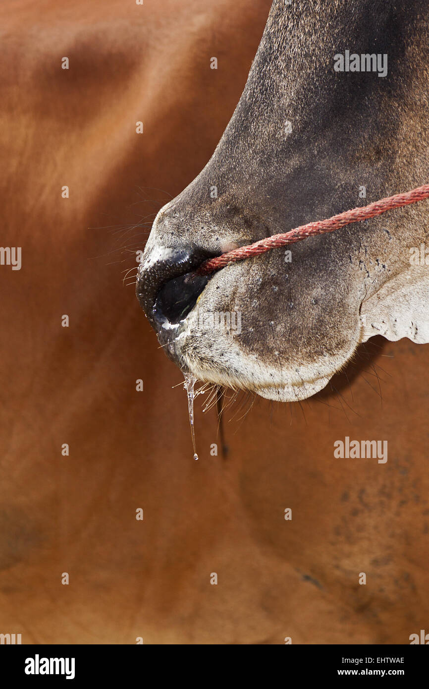 Cattle flu Stock Photo