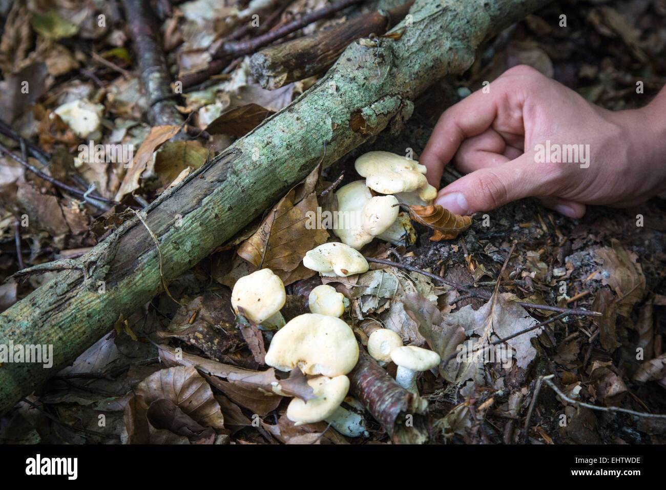 GATHERING EDIBLE MUSHROOMS (SWEET TOOTH, WOOD HEDGEHOG, HEDGEHOG MUSHROOM) IN THE FOREST OF CONCHES-EN-OUCHE, EURE (27), FRANCE Stock Photo