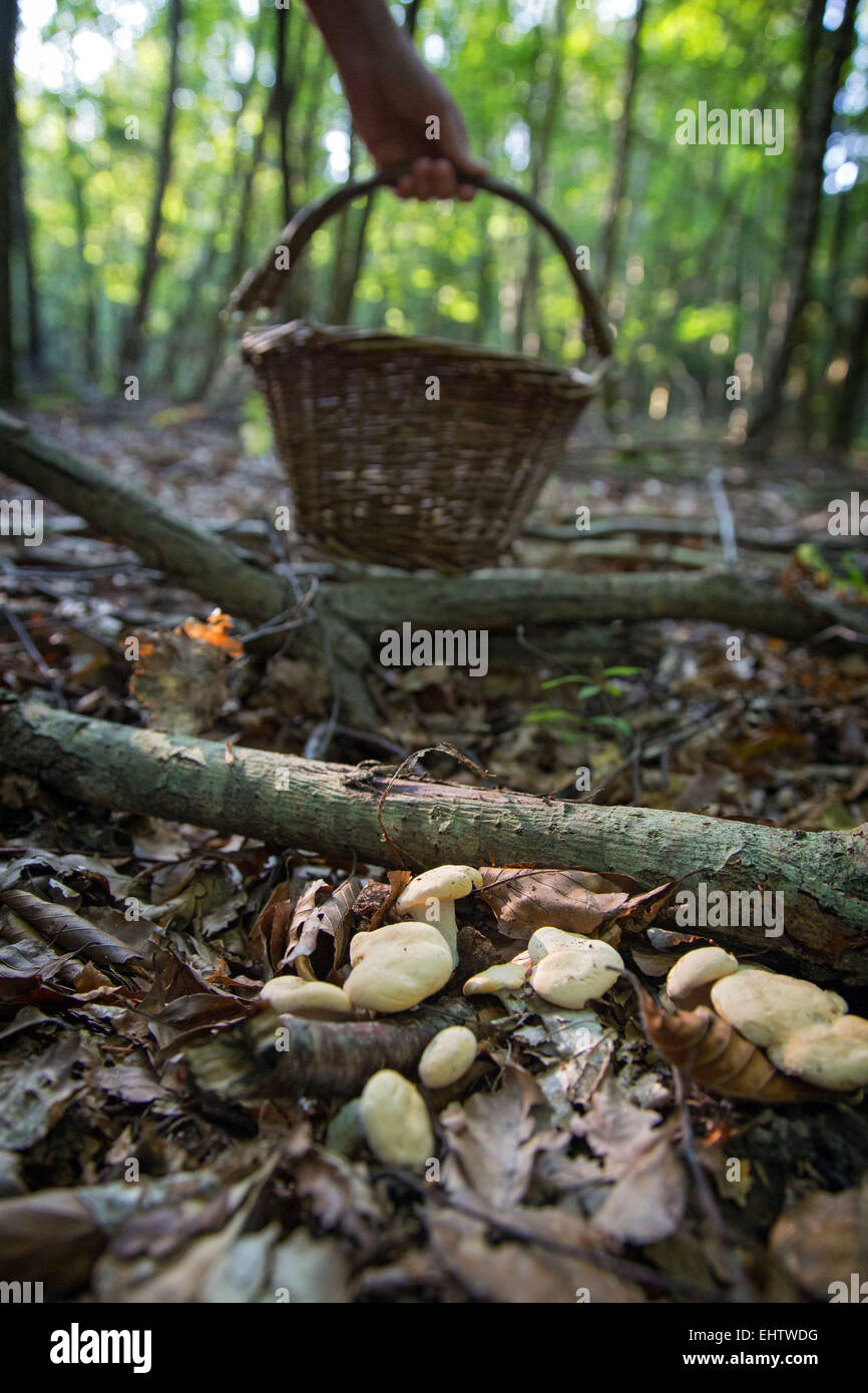 GATHERING EDIBLE MUSHROOMS (SWEET TOOTH, WOOD HEDGEHOG, HEDGEHOG MUSHROOM) IN THE FOREST OF CONCHES-EN-OUCHE, EURE (27), FRANCE Stock Photo