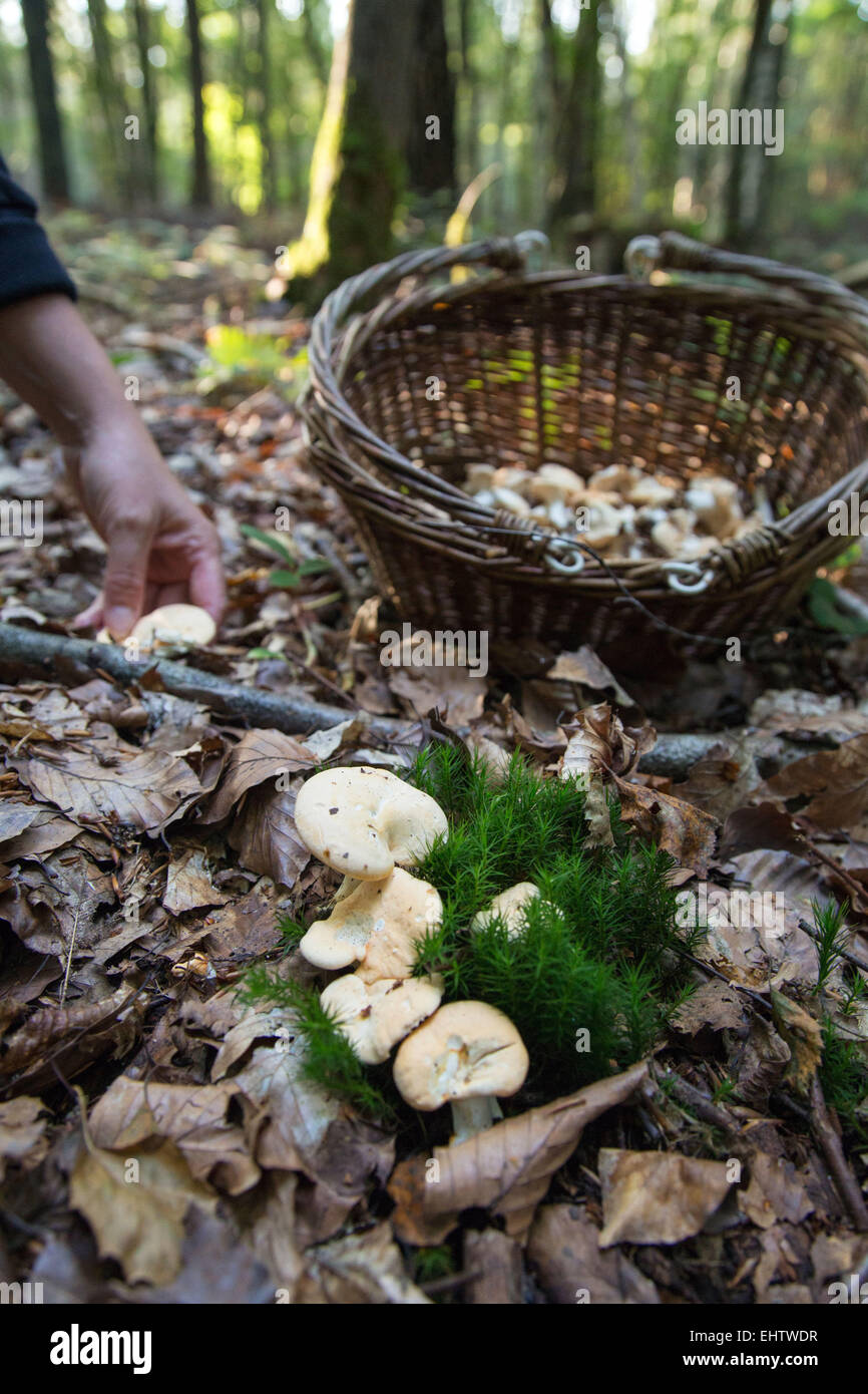 GATHERING EDIBLE MUSHROOMS (SWEET TOOTH, WOOD HEDGEHOG, HEDGEHOG MUSHROOM) IN THE FOREST OF CONCHES-EN-OUCHE, EURE (27), FRANCE Stock Photo