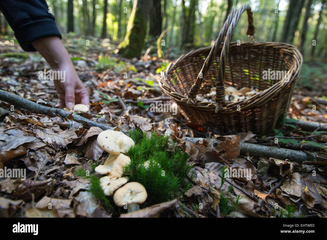 GATHERING EDIBLE MUSHROOMS (SWEET TOOTH, WOOD HEDGEHOG, HEDGEHOG MUSHROOM) IN THE FOREST OF CONCHES-EN-OUCHE, EURE (27), FRANCE Stock Photo