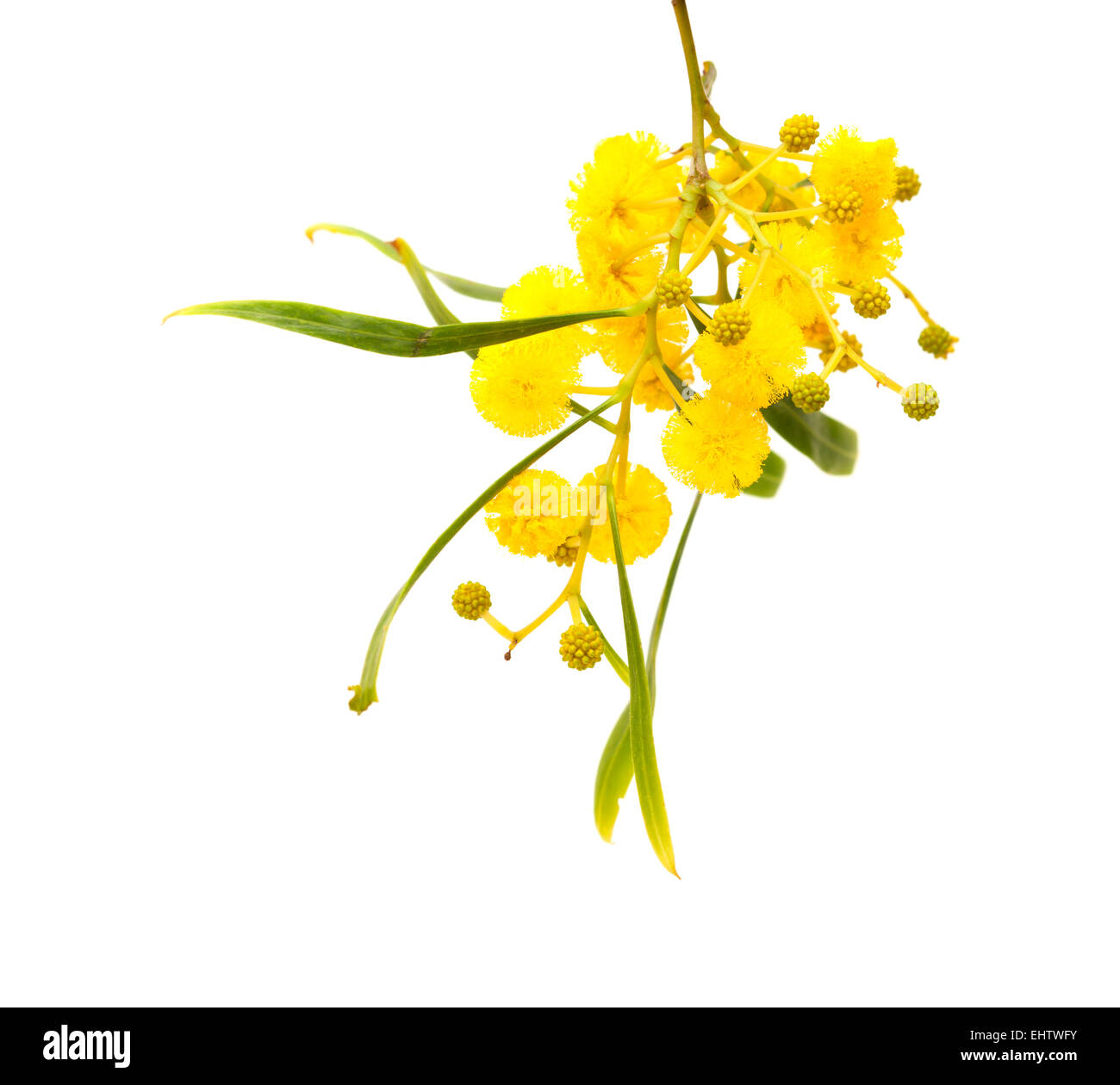 Acacia Cut Out Stock Images & Pictures Alamy