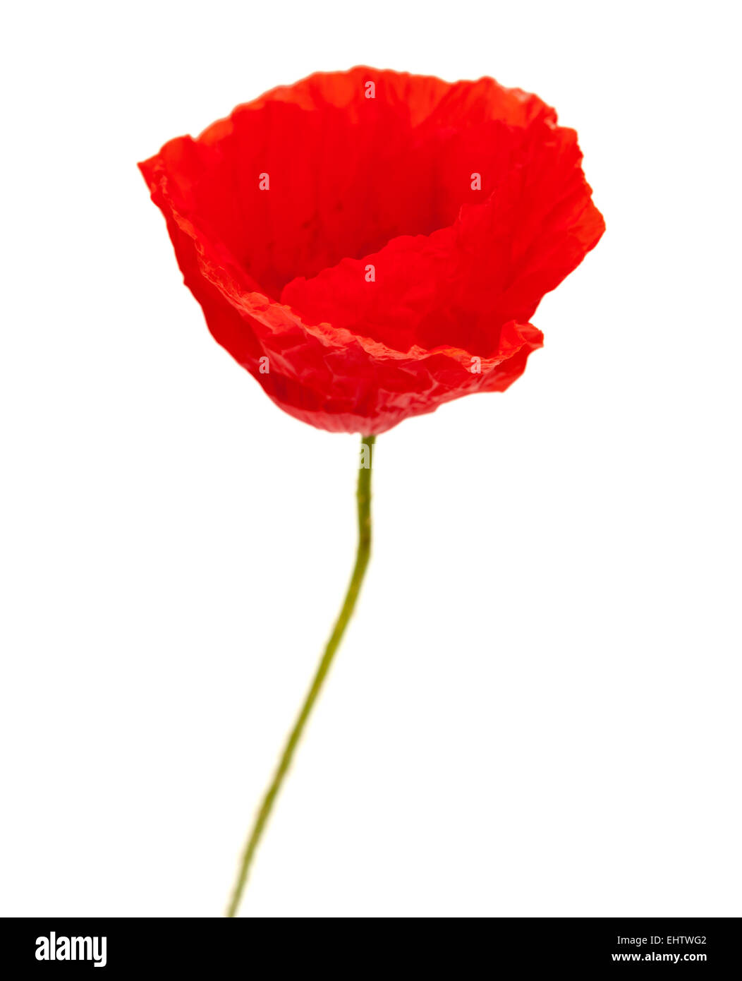 bright red poppy flower isolated on white background Stock Photo - Alamy