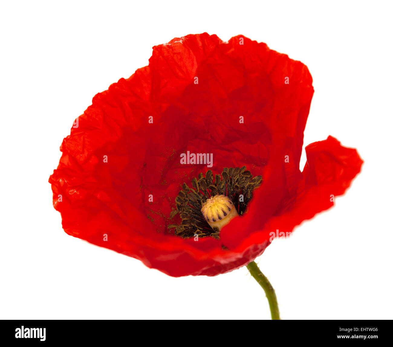 bright red poppy flower isolated on white background Stock Photo - Alamy