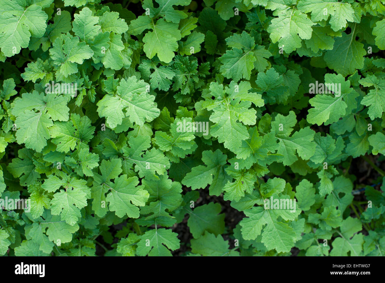 Green mustard growing as a cover crop and green fertilizer on an