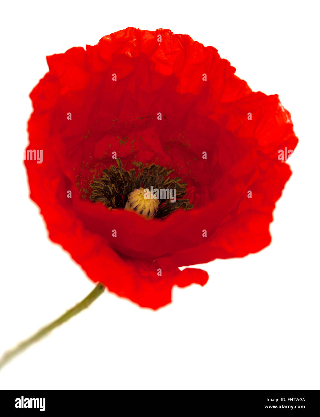 bright red poppy flower isolated on white background Stock Photo - Alamy