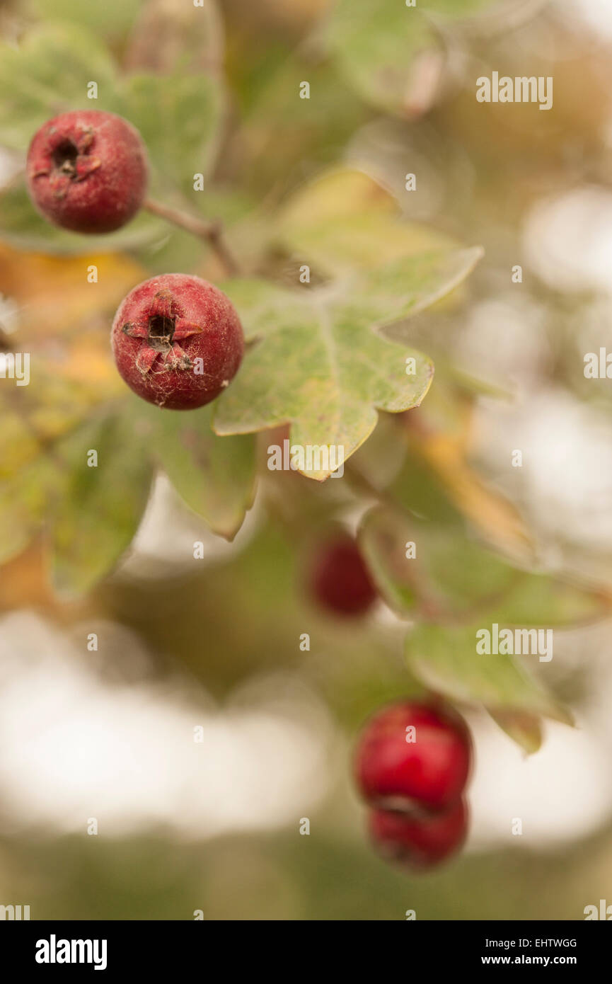 Crataegus or Hawthorne (May-tree) berries in detail. Stock Photo