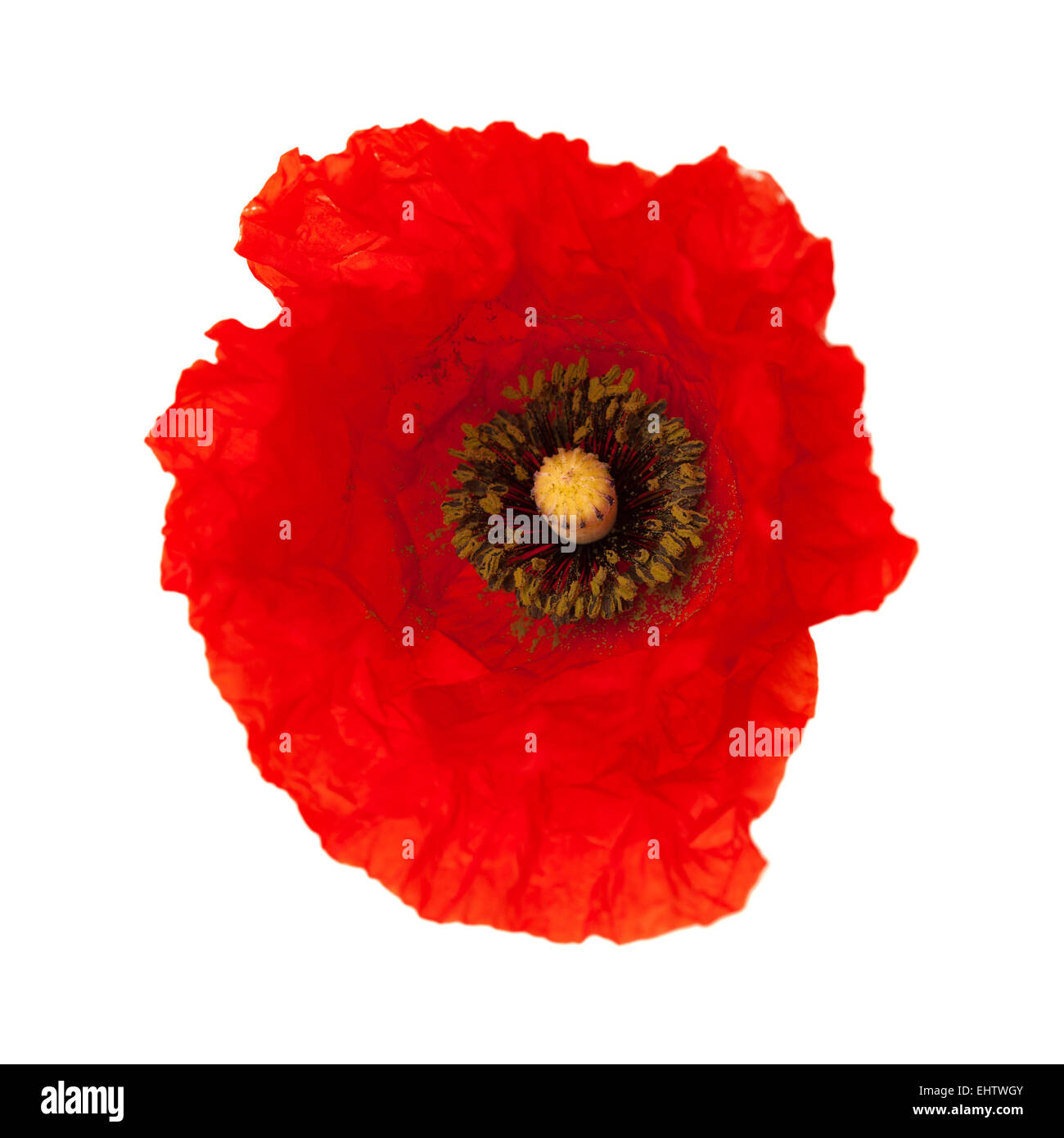 bright red poppy flower isolated on white background Stock Photo - Alamy