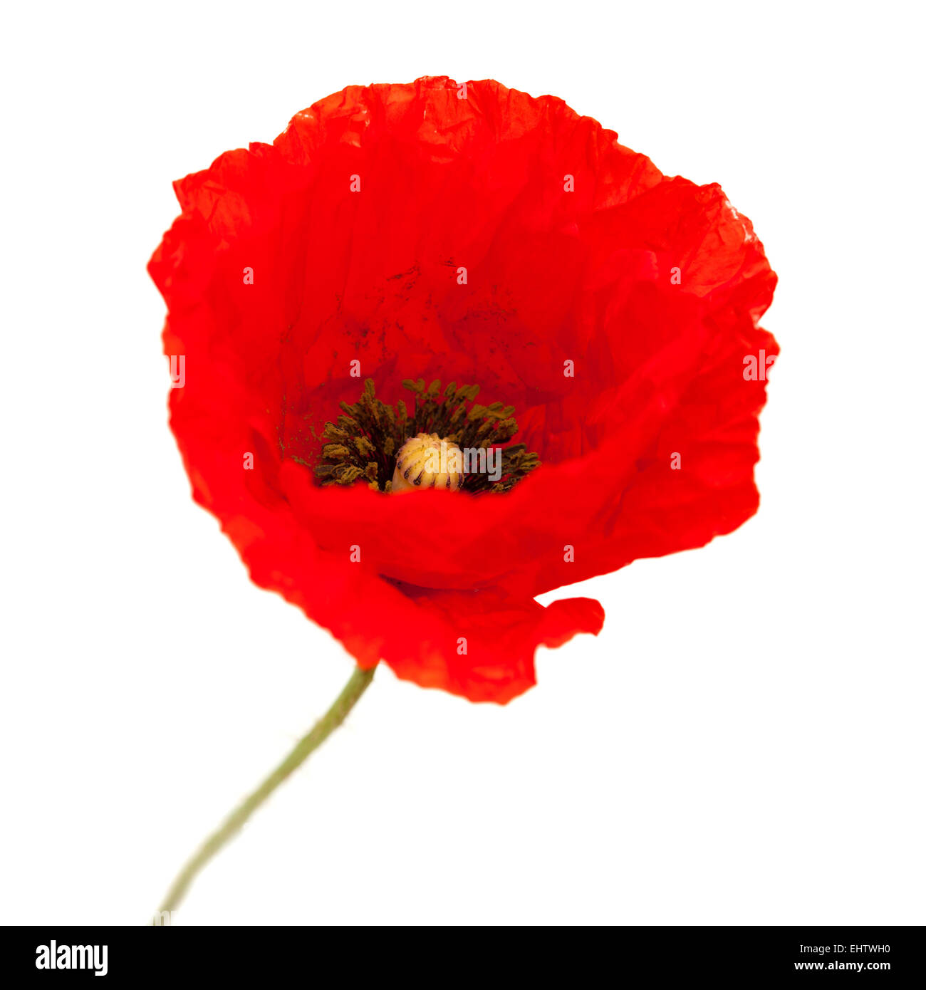 bright red poppy flower isolated on white background Stock Photo - Alamy
