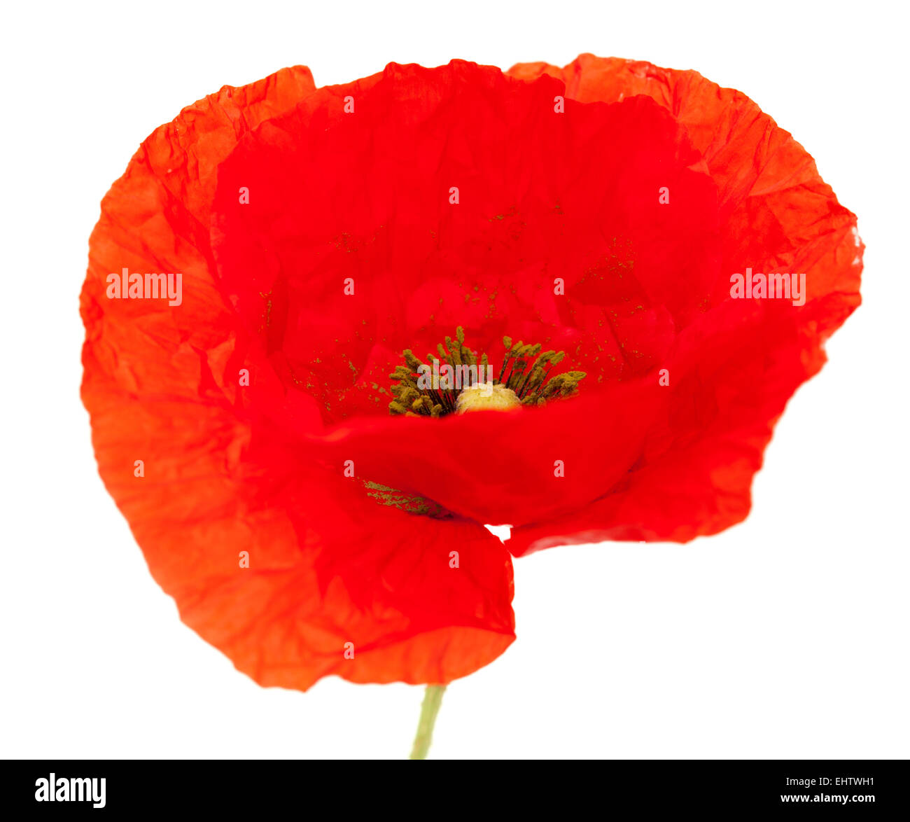 bright red poppy flower isolated on white background Stock Photo - Alamy