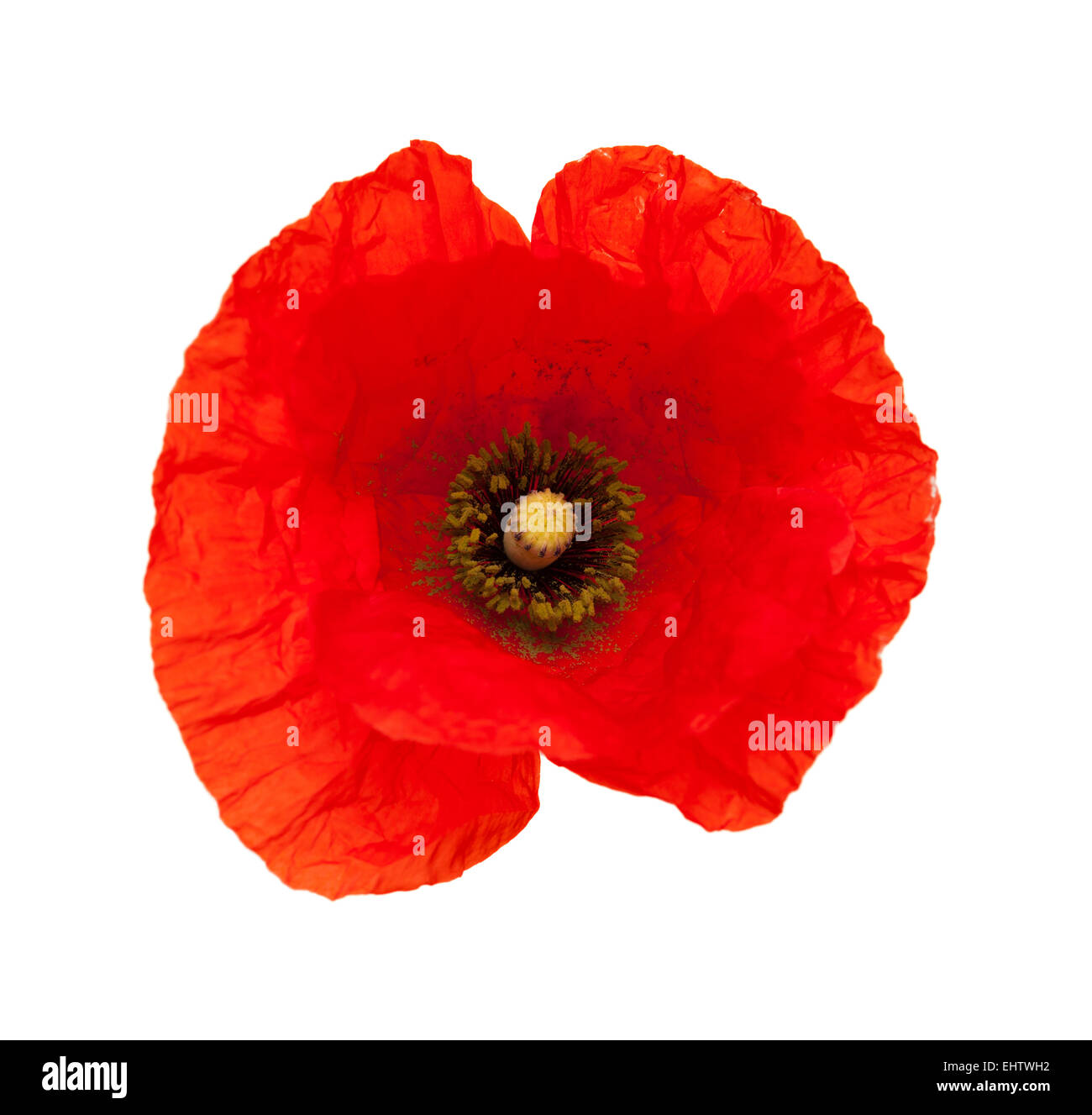 bright red poppy flower isolated on white background Stock Photo - Alamy