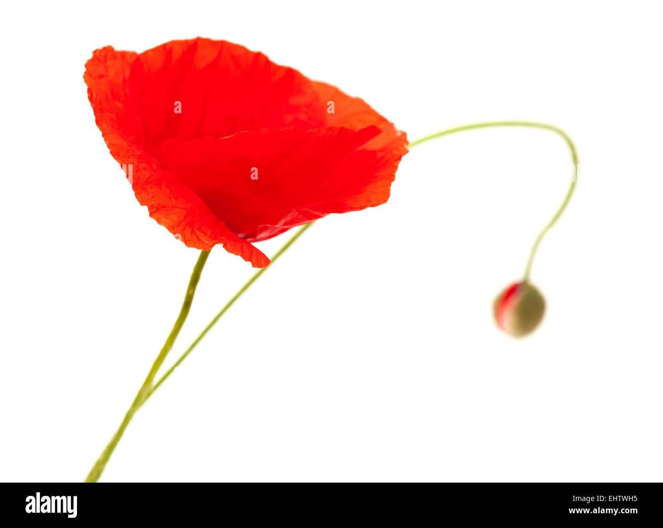 bright red poppy flower isolated on white background Stock Photo - Alamy